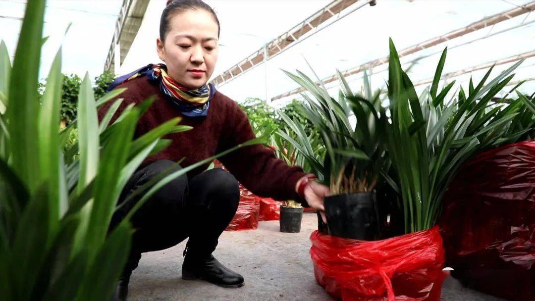 我,50岁,山东女人,老公生意失败欠款1000万,我种花帮他还债