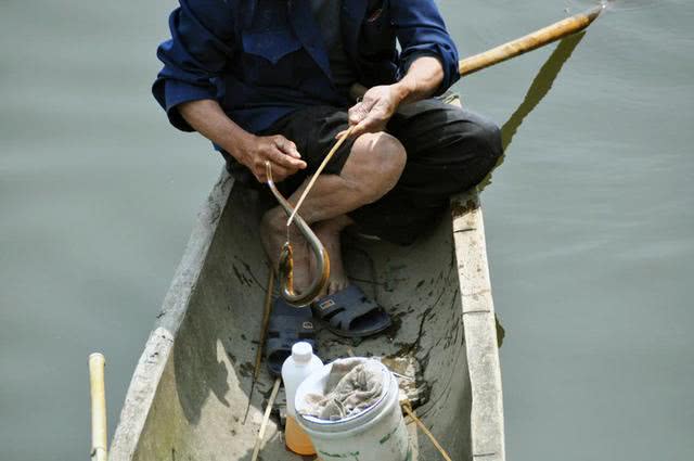 为什么河岸边石头缝里钓到的黄鳝更肥更大?老头给了我答案