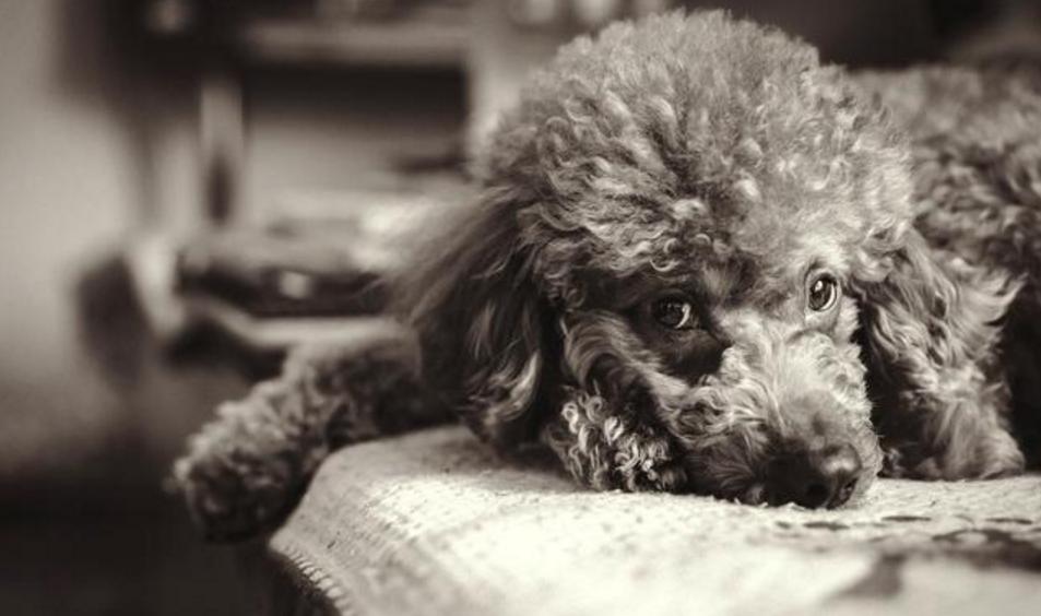 泰迪吃了葡萄然后吐了没事吗,泰迪吃了七八个葡萄一点事没有