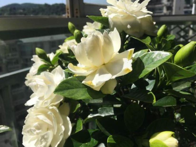 想要养好花几招教会你,想要花养好口诀要记牢