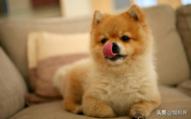 澶忓ぉ鐙楃嫍鐨偆鐥呭ぇ浣滄垬,鐙楃嫍鐨偆鐥呭ぇ浣滄垬