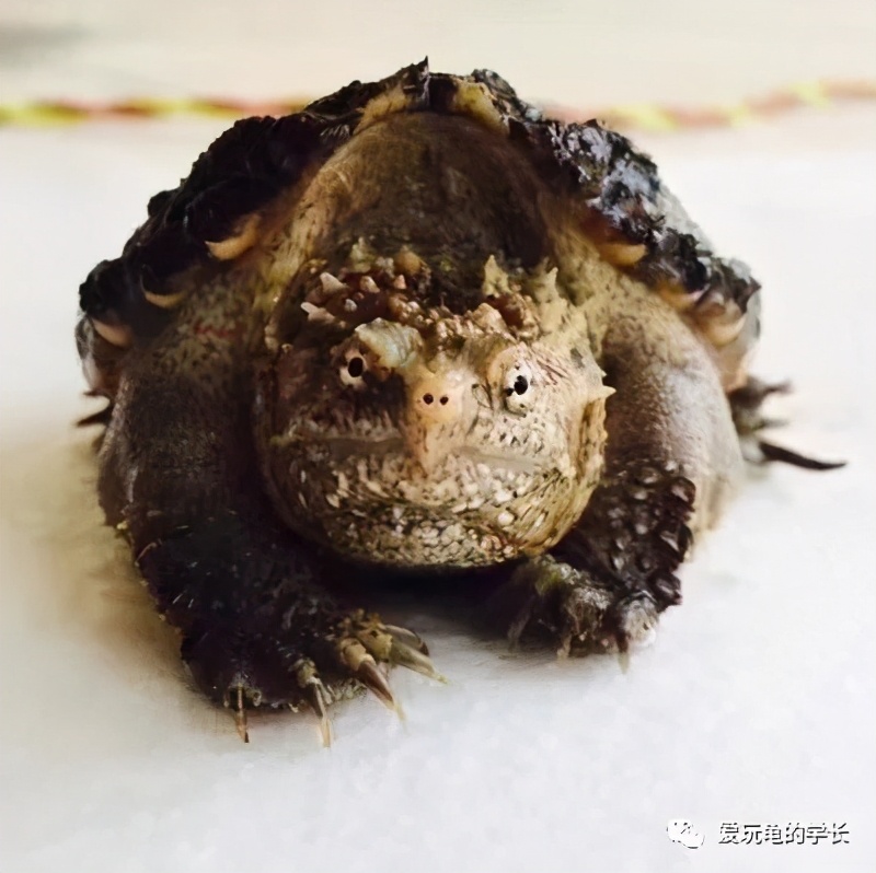 佛鳄龟最佳饲养温度,佛鳄龟黑色环境饲养