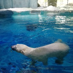 珠海长隆2天一夜吃住行攻略,珠海长隆两天一晚游攻略