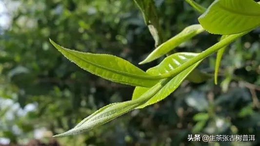 挑选普洱熟茶泡茶手法,选普洱茶品牌技巧分享