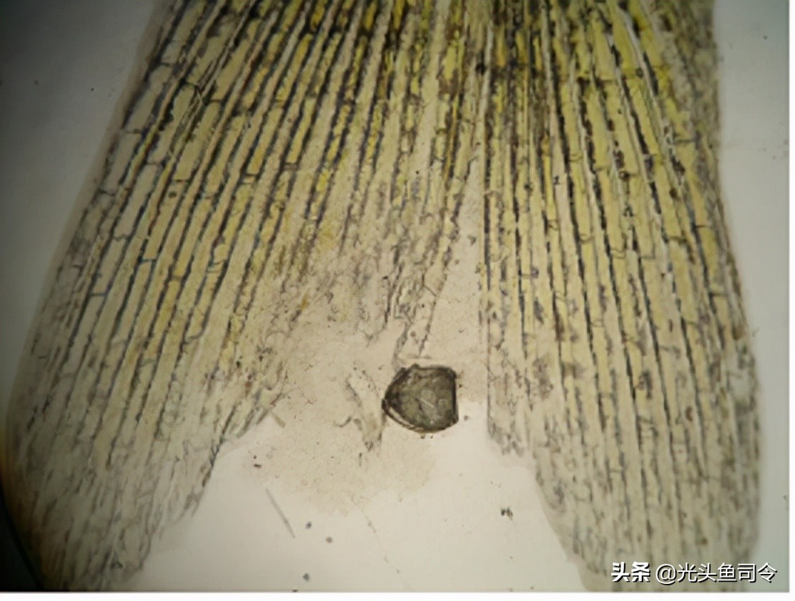 鱼类体内寄生虫图片大全,春季鱼类常见的寄生虫