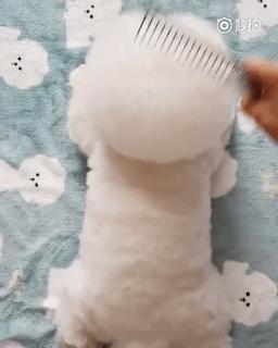 养纯种还是混血狗,养纯种狗