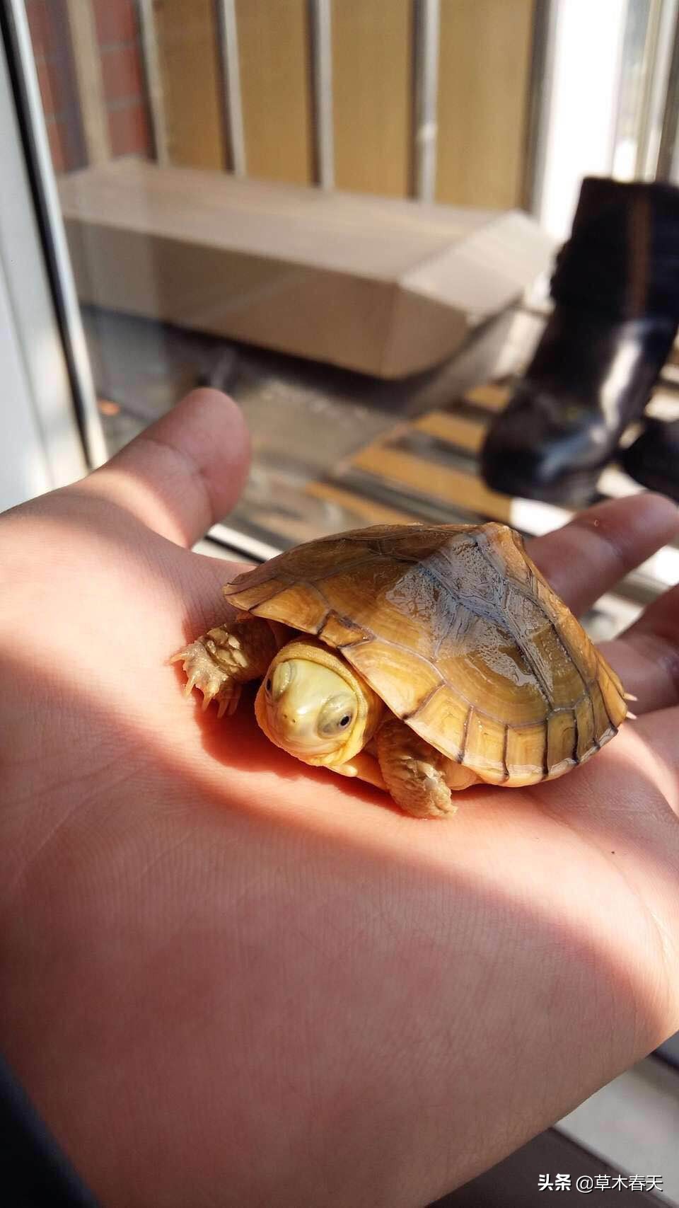 黄喉什么时候开始发色,黄喉小青发色龟粮