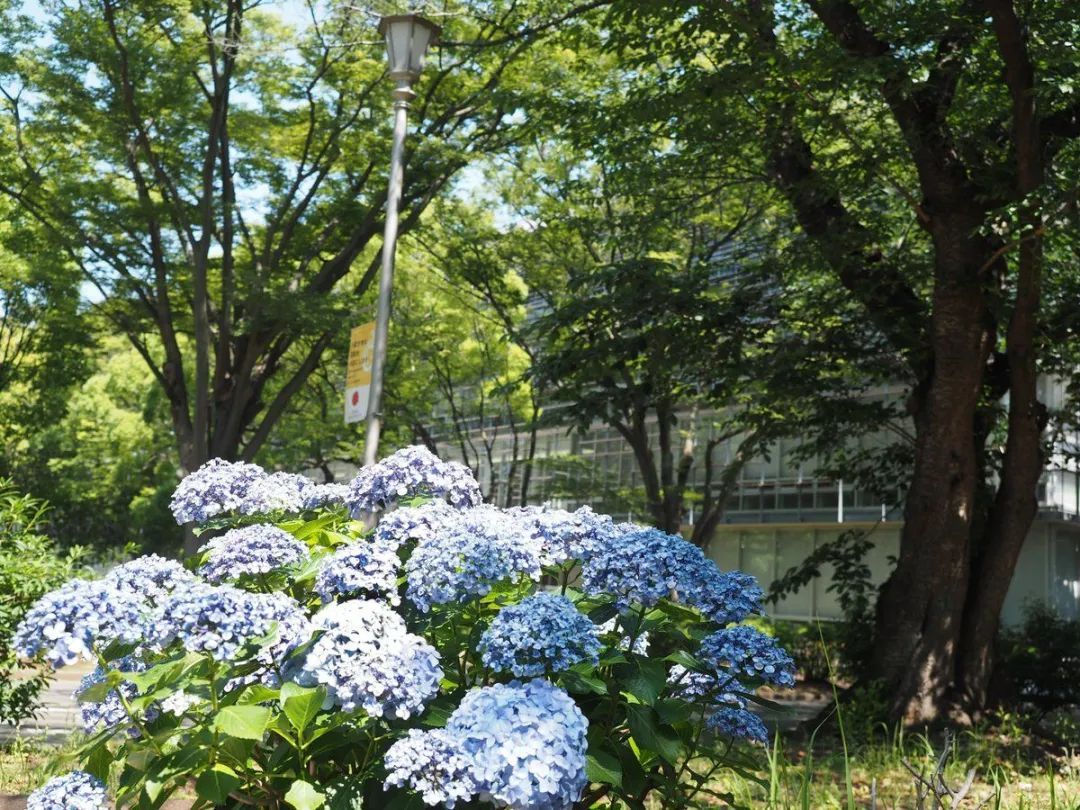 日本留学经历｜前辈眼里的日本千叶大学