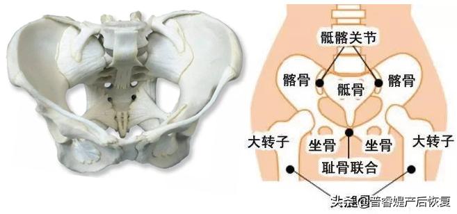 什么是产后修复项目,骨盆修复是指什么修复