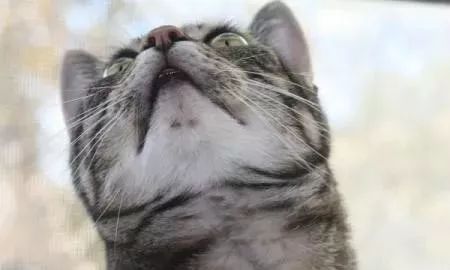 怎么治疗猫咪黑下巴,怎么防止猫咪下巴毛变黑