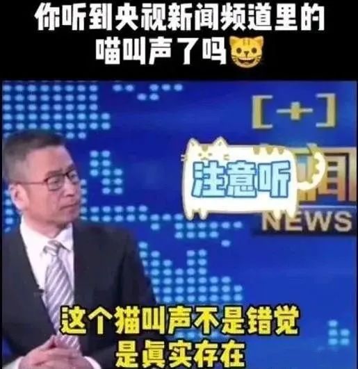 央视多档直播传出猫叫,央视猫叫上热搜