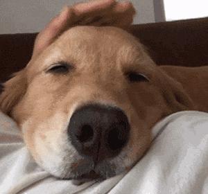 狗狗尿路感染临床表现,狗狗尿路感染用什么药治疗