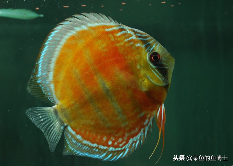 新手选择鱼缸注意事项图片,鱼缸养锦鲤怎么选择鱼