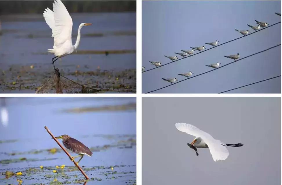 周末带娃自驾白洋淀，下地笼、抓小虾，亲密接触鱼鹰