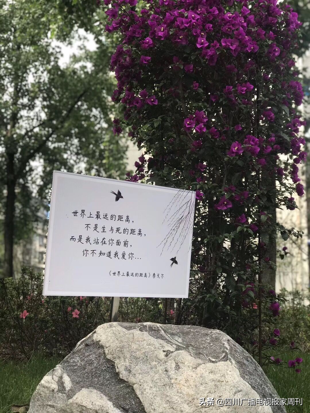 晋吉社区居民1314主题公园赴一场浪漫之约