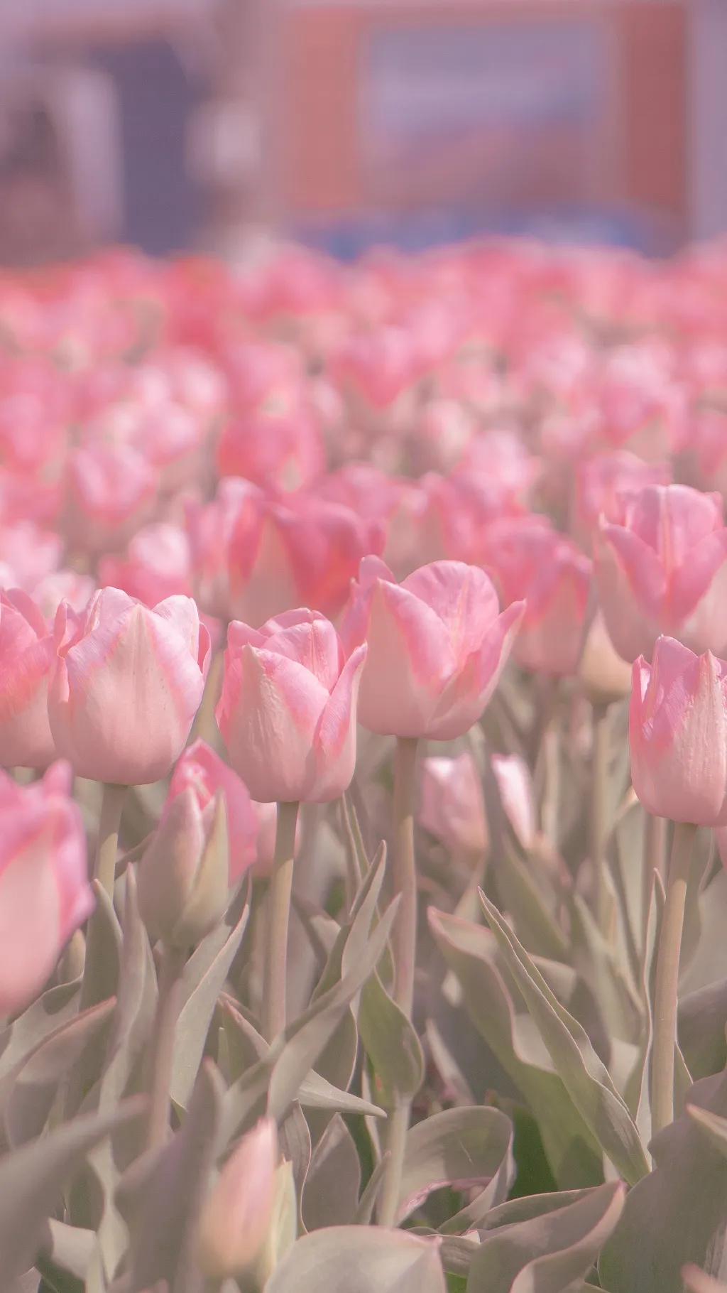 紫色小清新文艺壁纸推荐,紫色仙气十足的壁纸