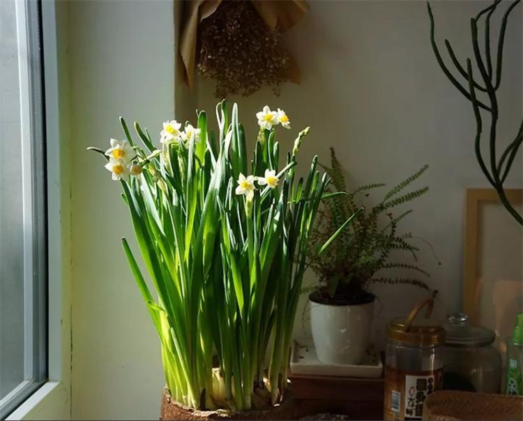 出远门2个月植物怎么浇水,外出两个月绿植怎么浇水