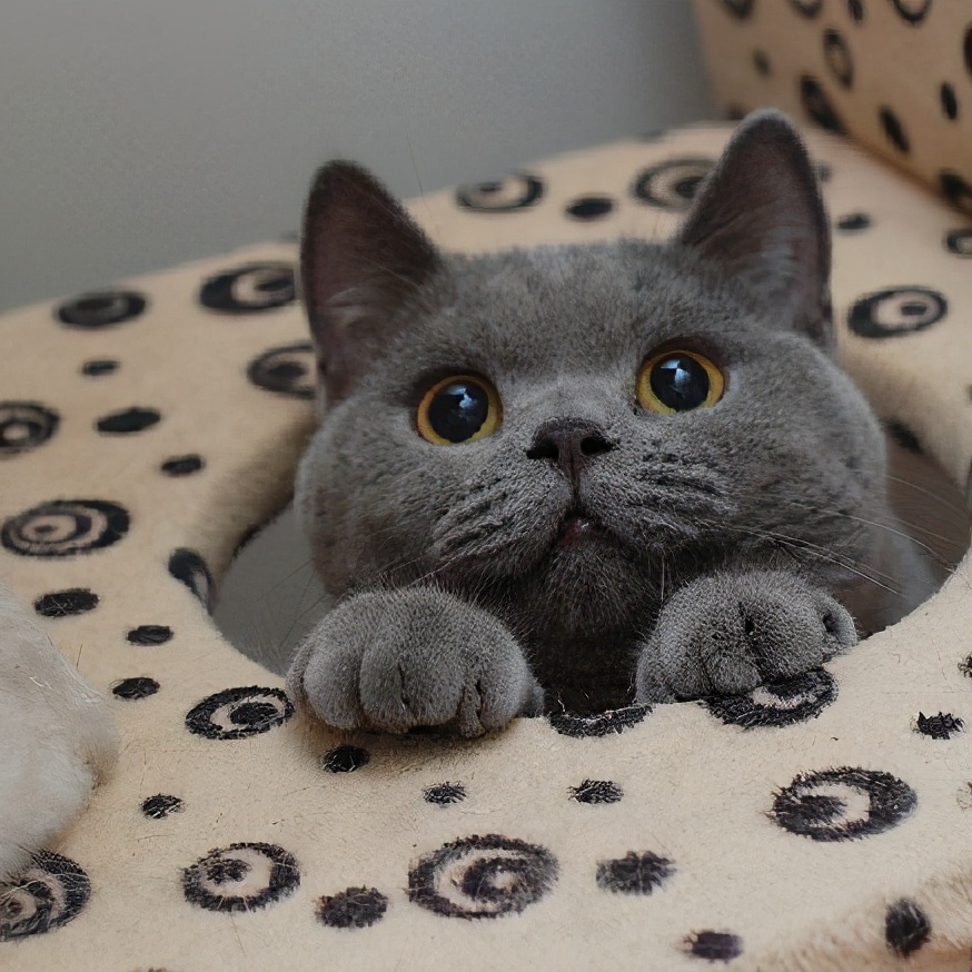 英国短毛猫养猫,英国短毛猫养猫知识