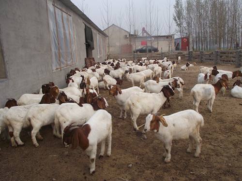 波尔山羊口疮是什么病,波尔山羊得上口疮怎么治疗