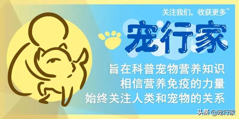 怎么对狗社会性训练,狗到底要怎么训练