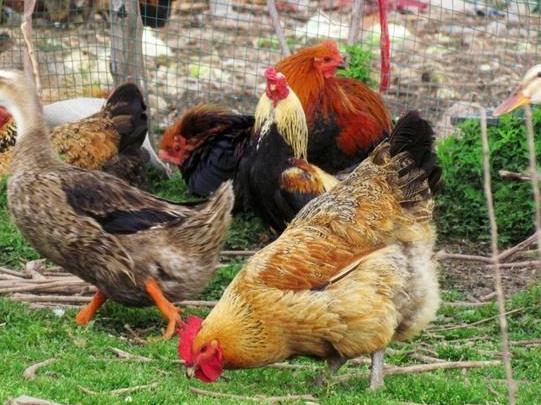 农村代加工有哪些生意好做,农村代加工致富项目有哪些