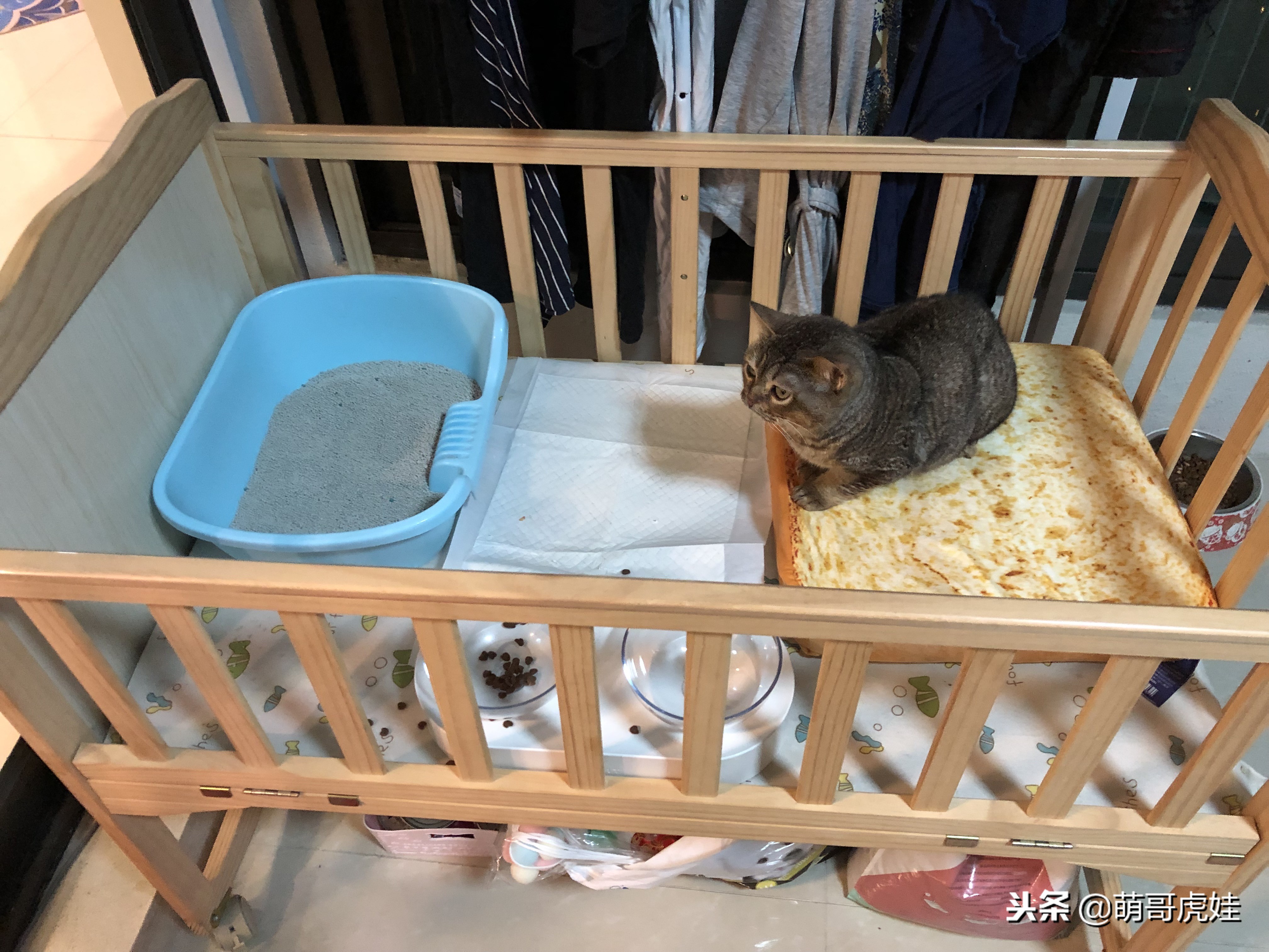 永远都长不大的小奶猫,永远长不大的茶杯小奶猫