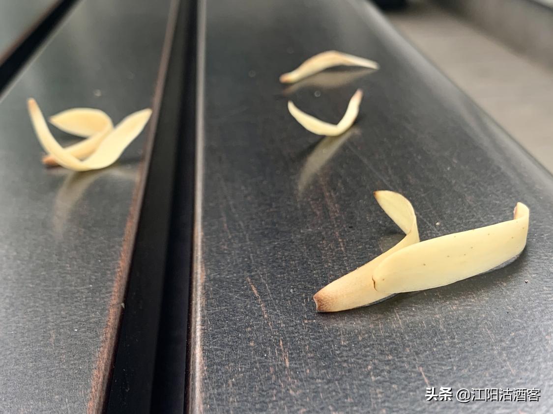 泸州五月多芬芳，黄桷兰香气质雅，这是沽酒客眼里的花中君子