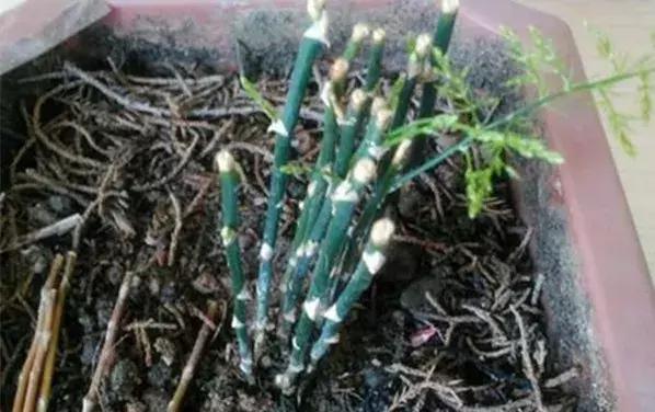 家里养的绿植长白霉怎么处理,家里的绿植老是生虫怎么办