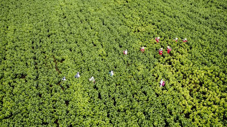 鍒濊瘑闄嗚壇,杩藉繂闄嗚壇
