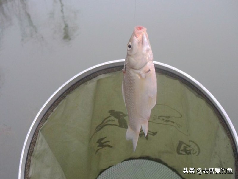钓鱼时间久不代表能钓到，野钓时用好这些技巧，钓到鱼很轻松
