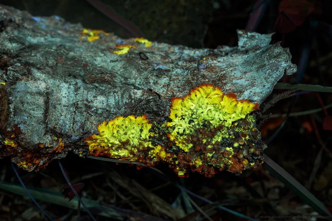 紫外线外星人真的存在吗,外星生命紫外线
