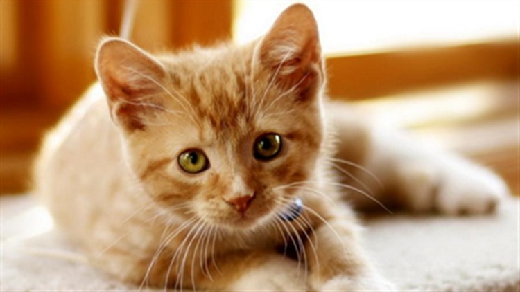 猫粮和狗粮有啥区别,猫粮跟狗粮的区别