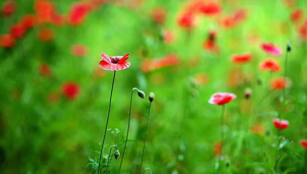 谁的青春不忧伤呢,谁的青春不忧伤