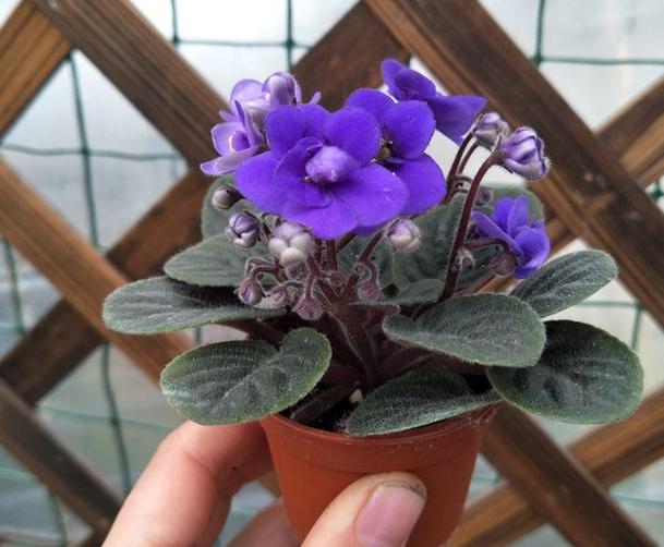 养花懒人绿植,懒人养花推荐花香四季开