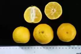 柑橘新优优缺点,设施柑橘新品种优缺点