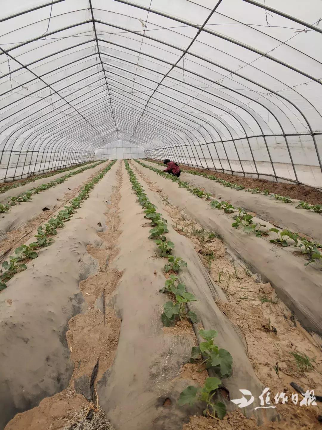 记者走基层｜焦作这个硕士返乡创业，帮老乡发家致富