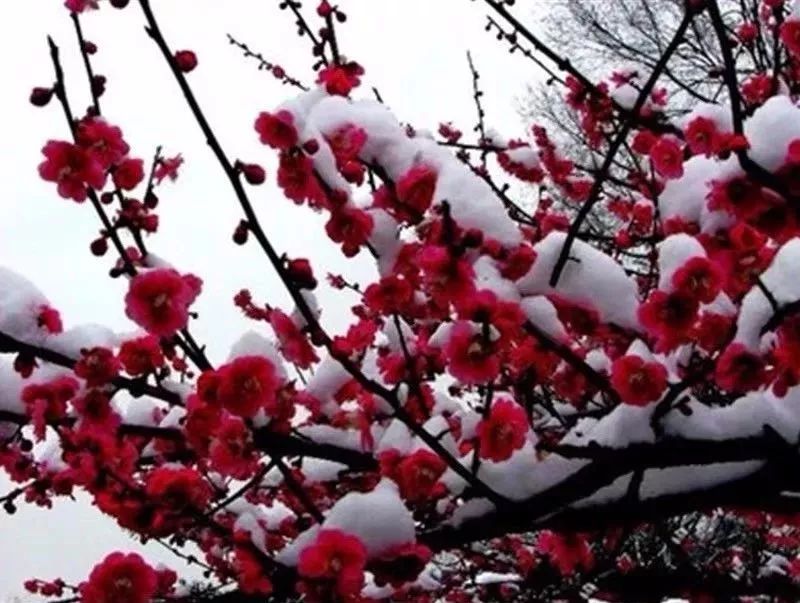 养花公认最美4种花满屋飘香,公认最好养的五种花