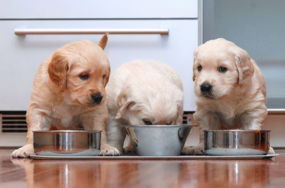 科学有效的训练狗狗,科学训狗的方法