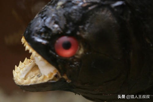 比食人鱼厉害的凶猛的观赏鱼,比食人鱼还凶残的十种鱼