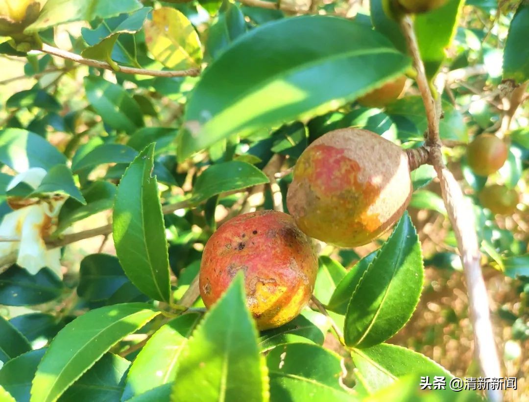 桃源近4000亩油茶果收成采摘啦，茶籽油一斤卖80元