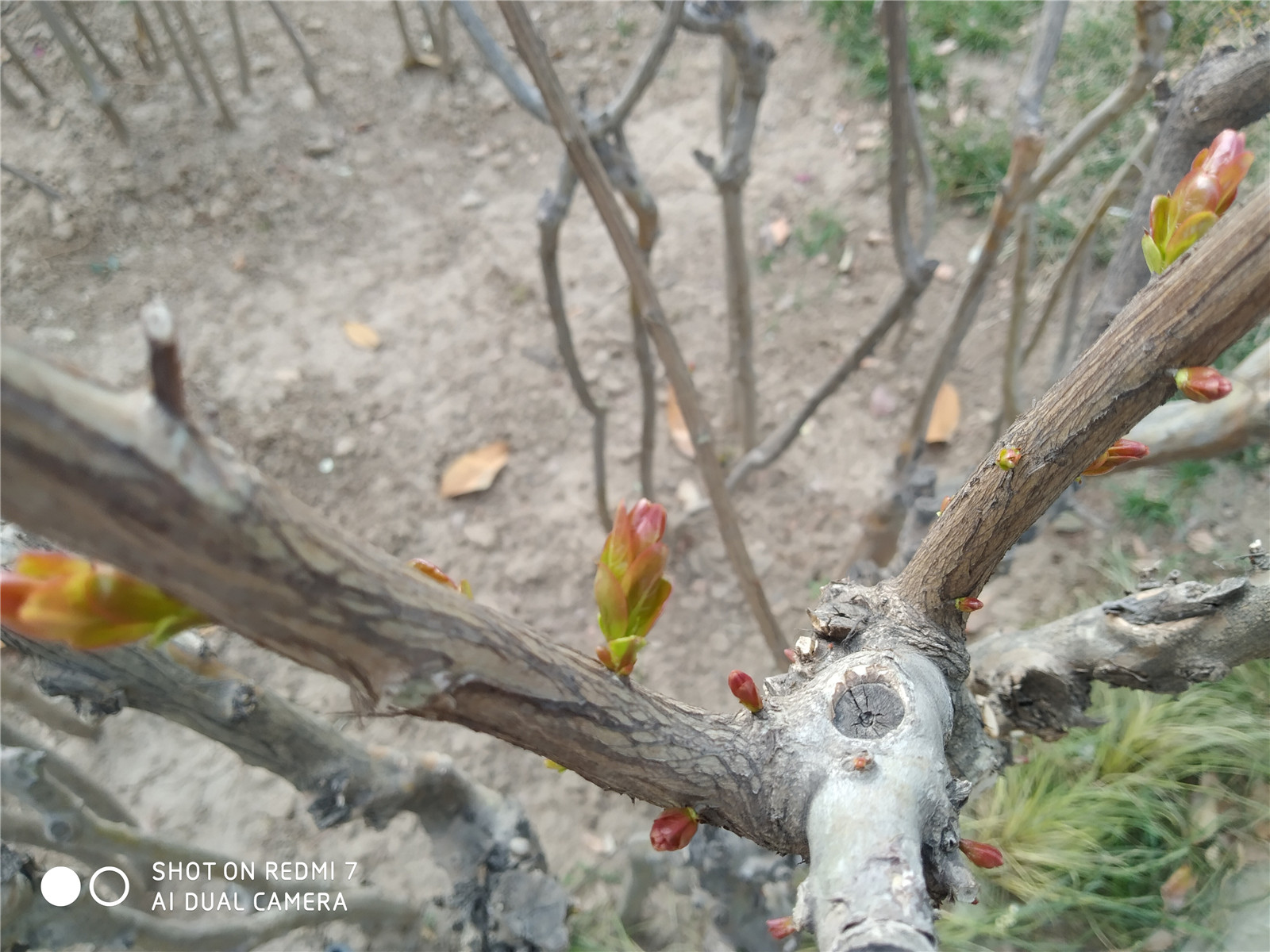 红米7测评玩和平精英卡不卡,红米7处理器评测