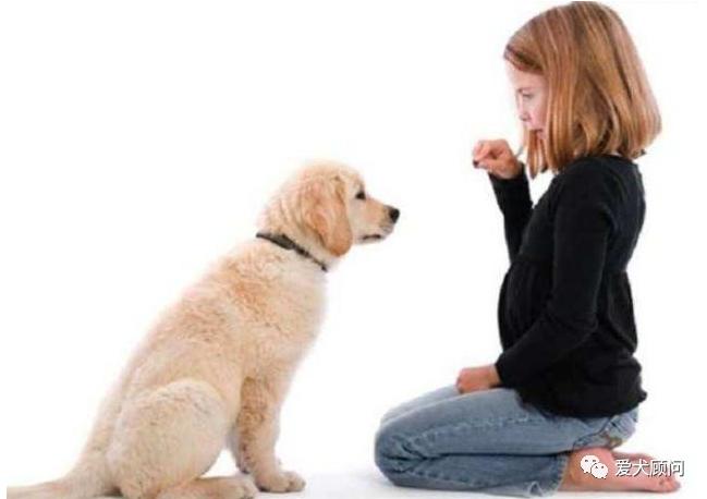 怎样对付狗不听话,怎样对付狗叫扰民