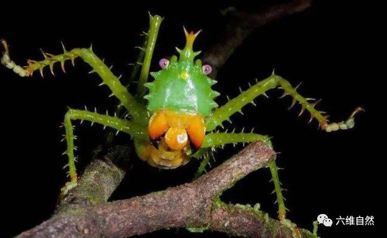 常见凶猛的食肉昆虫,南美洲最凶猛的野兽