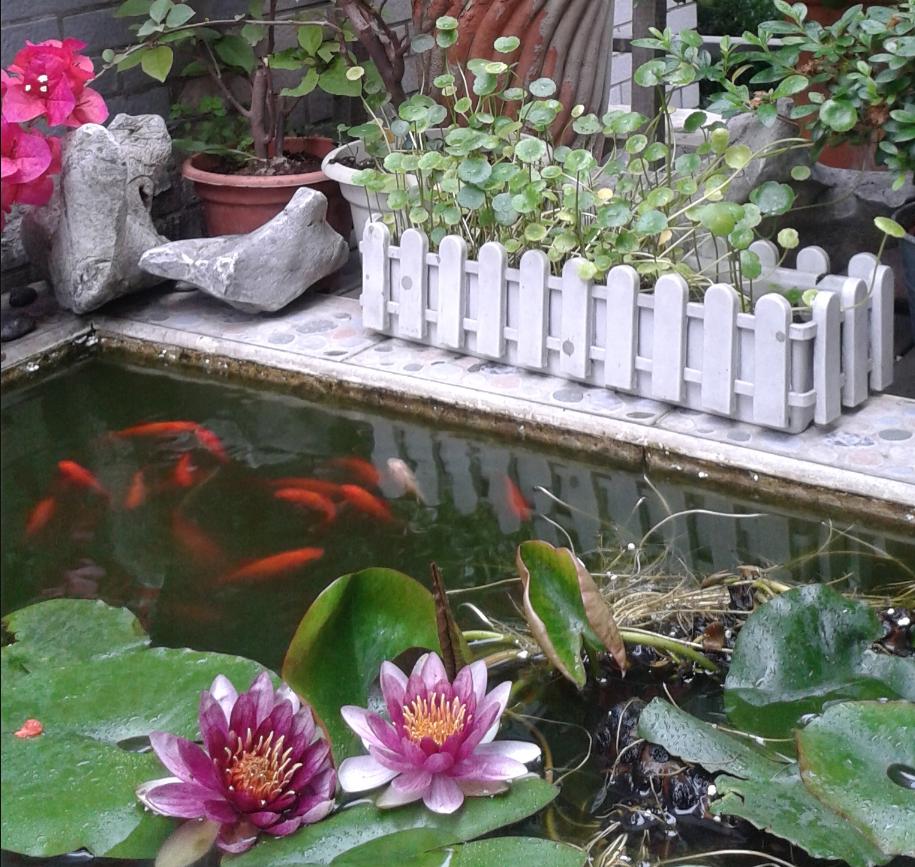 养鱼的技巧庭院小鱼池,庭院鱼池鱼缸组合