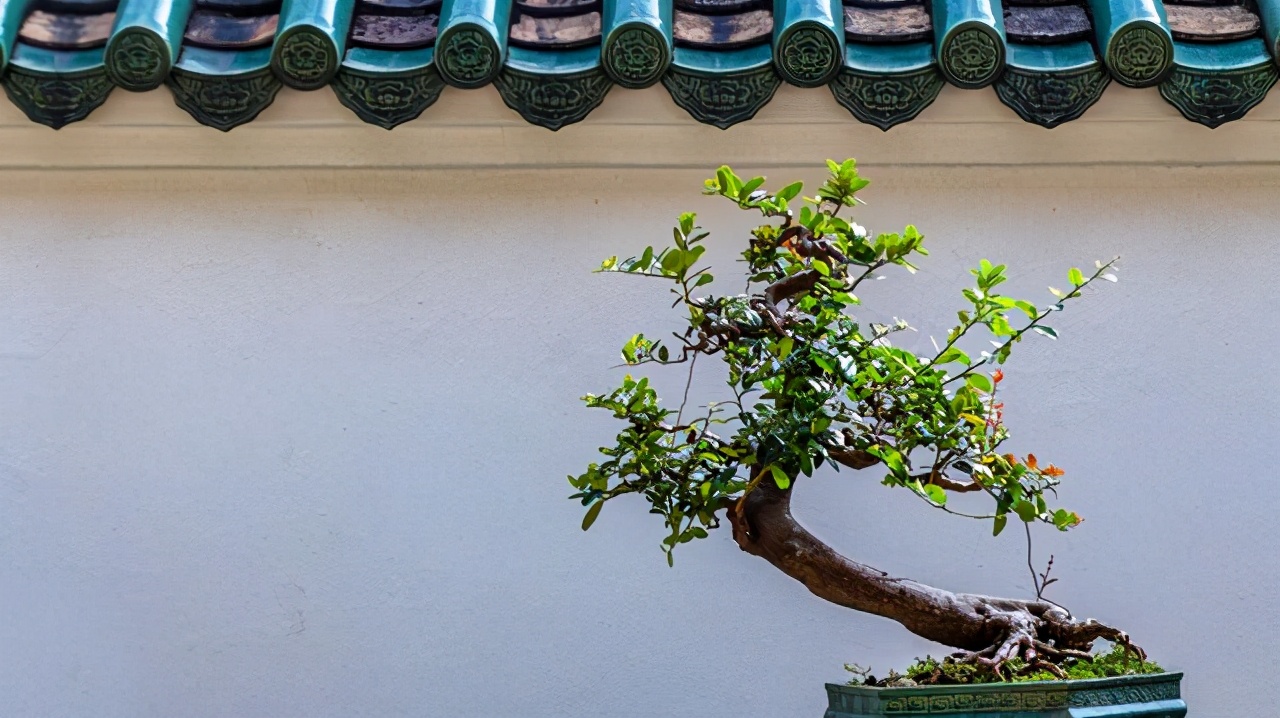 沙子可以代替火山岩养花,君子兰用火山岩好还是粗河沙好