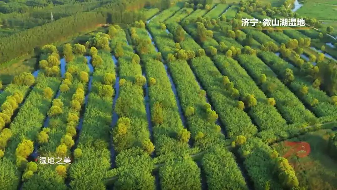 济宁任城湿地公园荷花,济宁莲花湿地