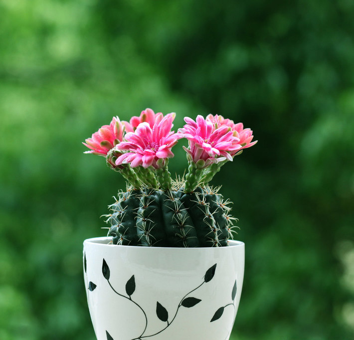 一年四季不死的十种花水养,浇水过多死的植物
