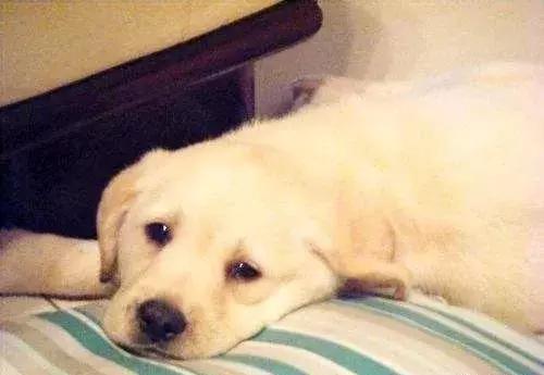 狗狗发现有蛔虫怎么用药,狗肚子有虫需要吃几次驱虫药