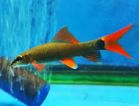 水族市场淘来的泰国鱼，一进缸就招惹是非，差点把同类干掉