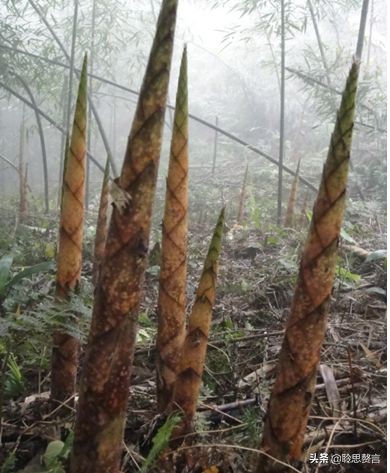 竹笋诗词精选三十一首,山中竹笋诗词